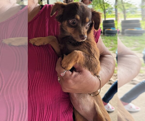 Medium Photo #3 Chihuahua-Unknown Mix Puppy For Sale in Oak Bluffs, MA, USA