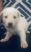 Small Photo #8 American Bulldog-German Shepherd Dog Mix Puppy For Sale in VILLA RICA, GA, USA