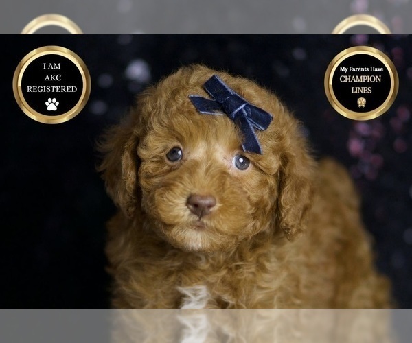 Medium Photo #8 Poodle (Toy) Puppy For Sale in WARSAW, IN, USA