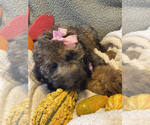 Small Photo #6 English Setter-Irish Doodle Mix Puppy For Sale in ANAMOSA, IA, USA