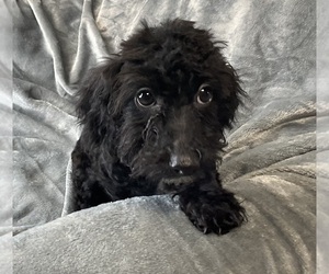 Poodle (Miniature) Puppy for sale in DUNDEE, OH, USA
