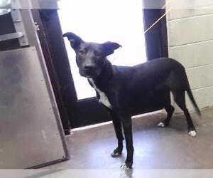 Labrador Retriever-Unknown Mix Dogs for adoption in Tulsa, OK, USA