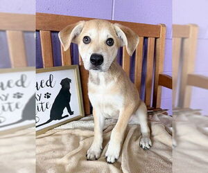 Labrador Retriever-Unknown Mix Dogs for adoption in Genesee, WI, USA