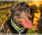 LUCKY - Male Labrador Retriever-Unknown Mix Dog for Adoption - Small photo