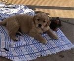 Puppy 5 Golden Retriever