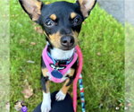 Goldie - Female Chihuahua-Unknown Mix Dog for Adoption - Small photo