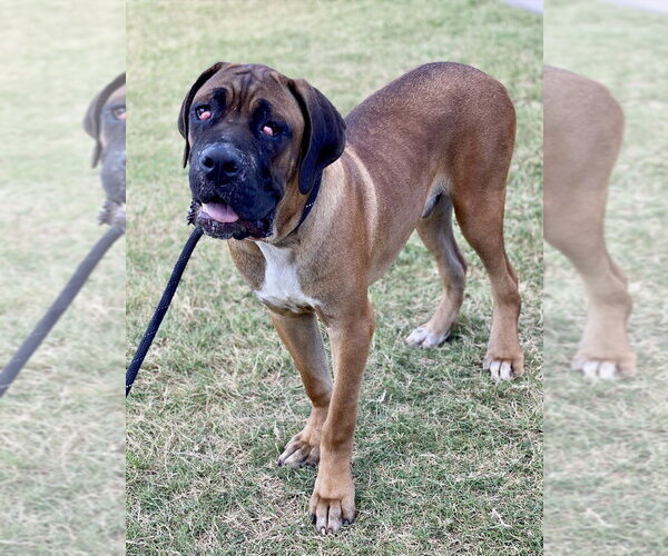 Medium Photo #1 Boxer Puppy For Sale in Austin, TX, USA
