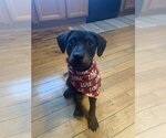 Small Photo #11 Labrador Retriever-Unknown Mix Puppy For Sale in Boston, MA, USA