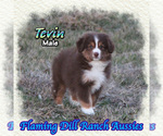 Image preview for Ad Listing. Nickname: Tevin