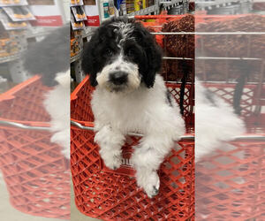 Medium Aussiedoodle