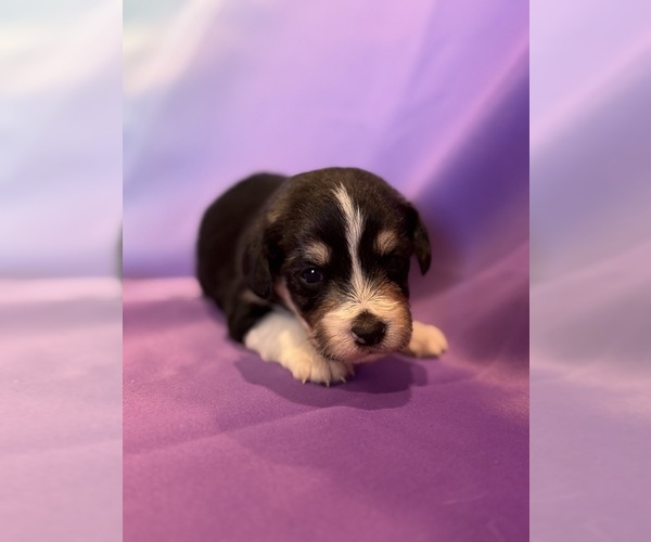 Medium Photo #2 Corgipoo Puppy For Sale in LONGMONT, CO, USA