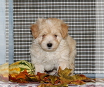 Small Photo #2 Maltese-Poodle (Toy) Mix Puppy For Sale in CHRISTIANA, PA, USA