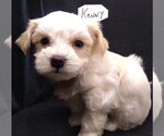 Puppy 1 Maltese-Poodle (Toy) Mix