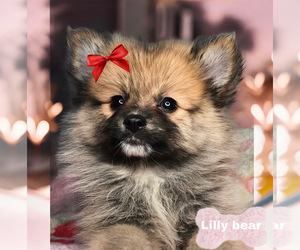 Pomeranian Puppy for sale in HOUSTON, TX, USA