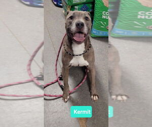 American Pit Bull Terrier Dogs for adoption in Richmond, IN, USA