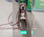 Small American Pit Bull Terrier