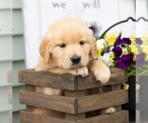 Golden Retriever Puppy for sale in MORGANTOWN, PA, USA