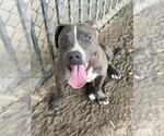 Small #1 Mutt