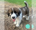 Puppy 5 Australian Shepherd-Great Pyrenees Mix