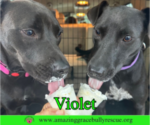 Violet - Female Labrador Retriever-Unknown Mix Dog for Adoption - Photo #4