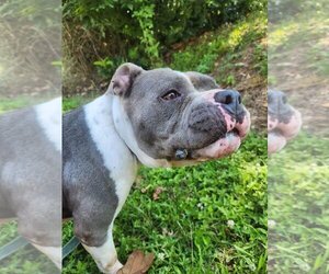 American Pit Bull Terrier Dogs for adoption in Earl, NC, USA