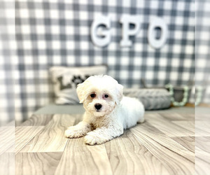 Maltipoo-Poodle (Miniature) Mix Puppy for sale in MARIETTA, GA, USA