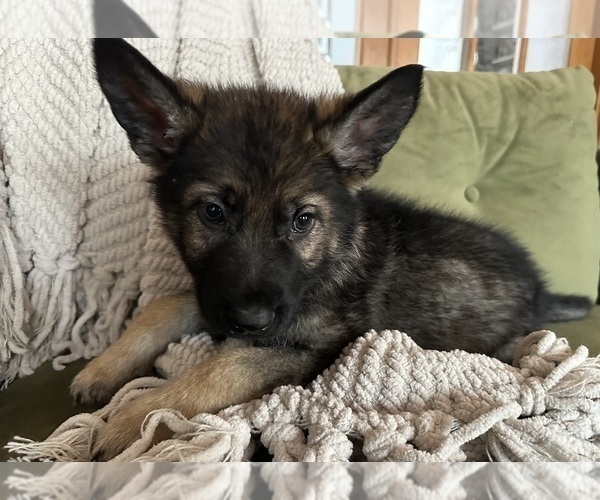 Medium Photo #3 German Shepherd Dog Puppy For Sale in PERKINSVILLE, VT, USA