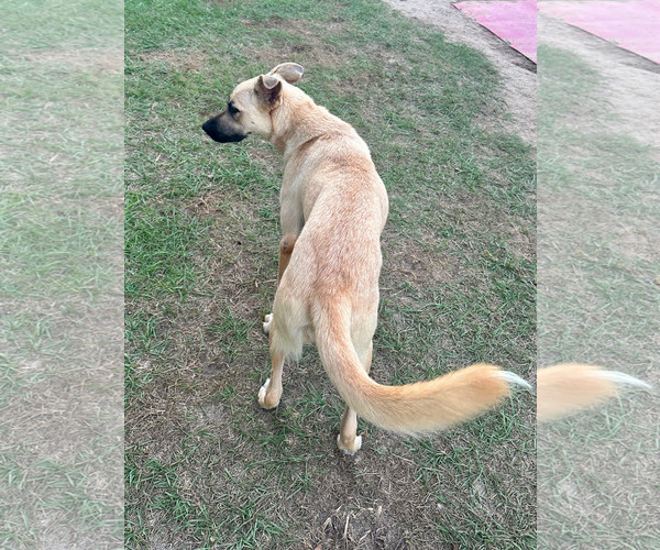 Medium Photo #4 German Shepherd Dog-Unknown Mix Puppy For Sale in Eastman, GA, USA