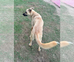 Small #3 German Shepherd Dog Mix