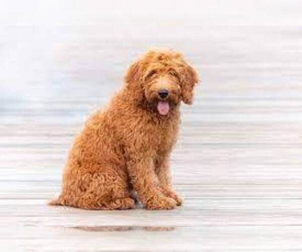 Medium Photo #1 Goldendoodle (Miniature) Puppy For Sale in ALLIANCE, NE, USA