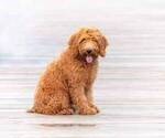 Small Photo #1 Goldendoodle (Miniature) Puppy For Sale in ALLIANCE, NE, USA