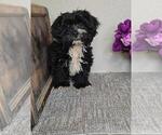 Small #2 Cavapoo