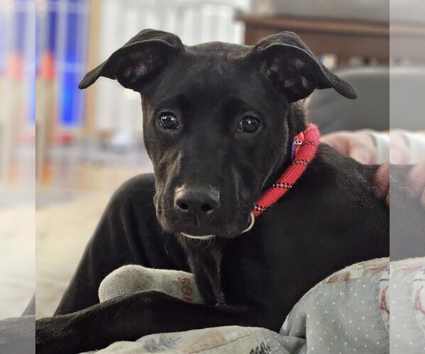 Medium Photo #5 Labrador Retriever-Unknown Mix Puppy For Sale in Fargo, ND, USA