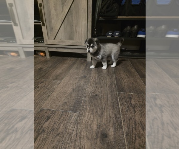 Medium Photo #2 Alaskan Klee Kai Puppy For Sale in SUNSET, UT, USA