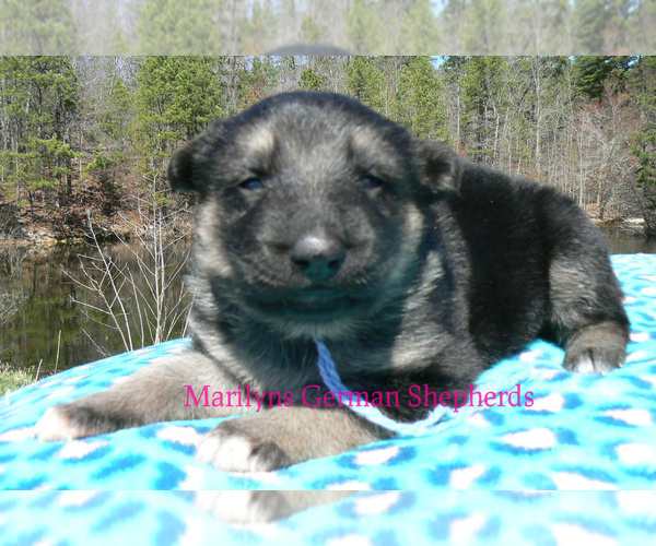 Medium Photo #2 German Shepherd Dog Puppy For Sale in PIEDMONT, MO, USA