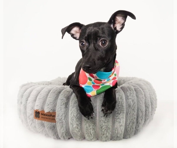 Medium Photo #6 Chihuahua-Unknown Mix Puppy For Sale in Phoenix, AZ, USA