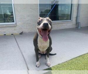 American Staffordshire Terrier-Unknown Mix Dogs for adoption in Grand Prairie, TX, USA