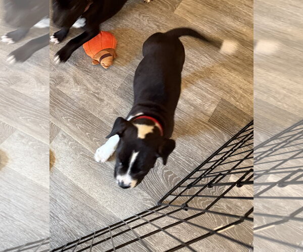 Medium Photo #6 American Staffordshire Terrier-Unknown Mix Puppy For Sale in Holly Springs, NC, USA