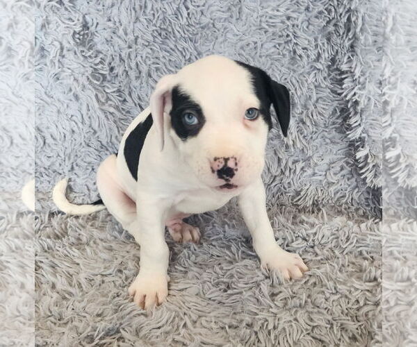 Medium Photo #1 Mutt Puppy For Sale in Fargo, ND, USA