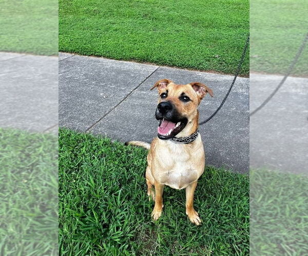 Medium Photo #1 Black Mouth Cur-Unknown Mix Puppy For Sale in Mooresville, NC, USA