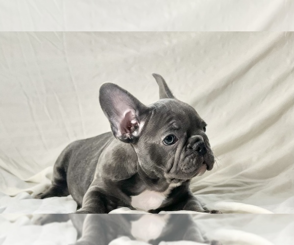 Medium Photo #6 French Bulldog Puppy For Sale in STATEN ISLAND, NY, USA