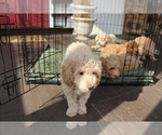 Small #32 Goldendoodle