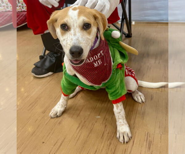 Medium Photo #2 Catahoula Leopard Dog Puppy For Sale in GILBERTS, IL, USA