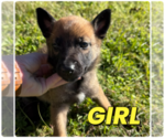 Small #6 Belgian Malinois
