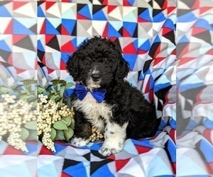 Bernedoodle (Miniature) Puppy for sale in RISING SUN, MD, USA