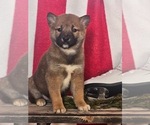 Small Photo #1 Shiba Inu Puppy For Sale in LIGONIER, IN, USA