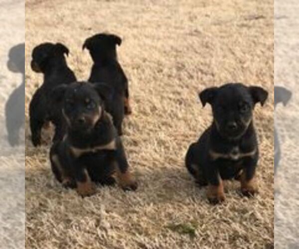 Medium Photo #3 Rottweiler Puppy For Sale in WINCHESTER, TN, USA