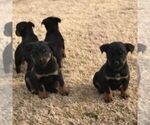 Small Photo #3 Rottweiler Puppy For Sale in WINCHESTER, TN, USA