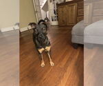 Small #1 American Pit Bull Terrier-Miniature Pinscher Mix