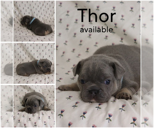French Bulldog Puppy for Sale in MANCHESTER, Michigan USA